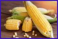 Why do farmers cut the tassels off corn?